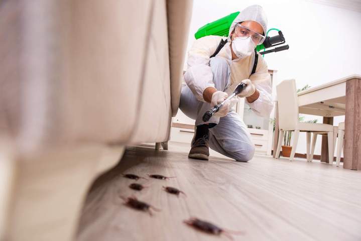Éradication des insectes Haut-Rhin