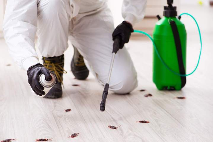 Service de désinsectisation complet Haut-Rhin