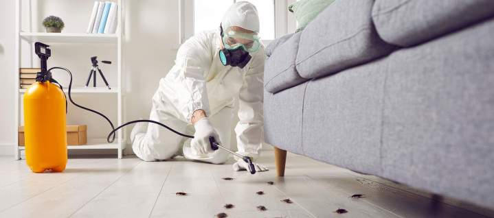 Opération de désinsectisation Haut-Rhin